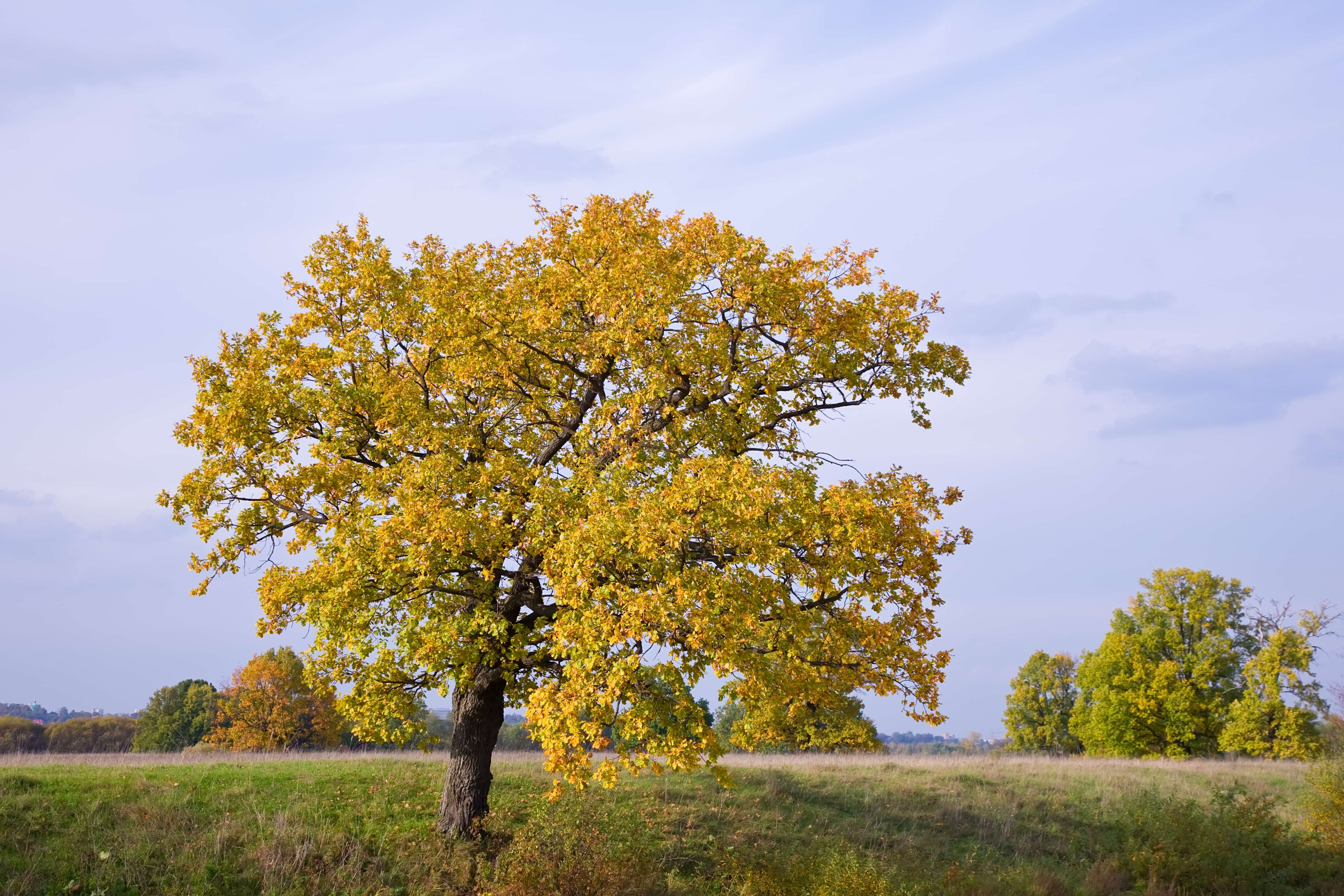 Die Magie heimischer Bäume und Sträucher in Ihrem Garten